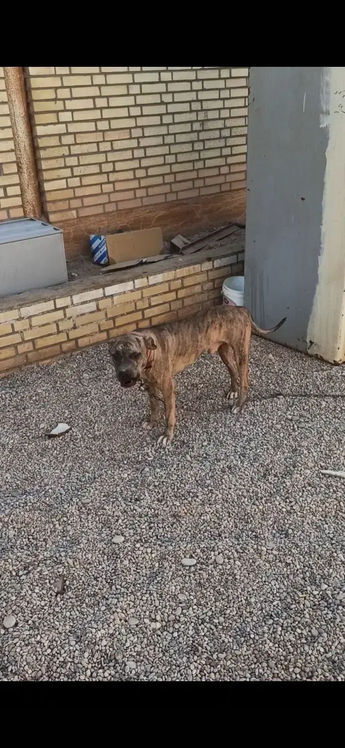 پیتبول نر1/5بسیارباهوش وحرف گوش کن|سگ|اهواز, سپیدار|دیوار