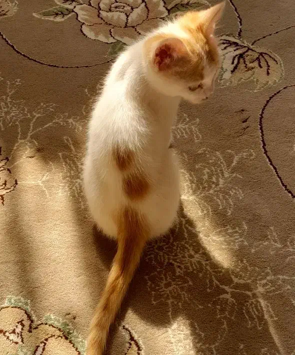 گربه.|گربه|اراک, |دیوار