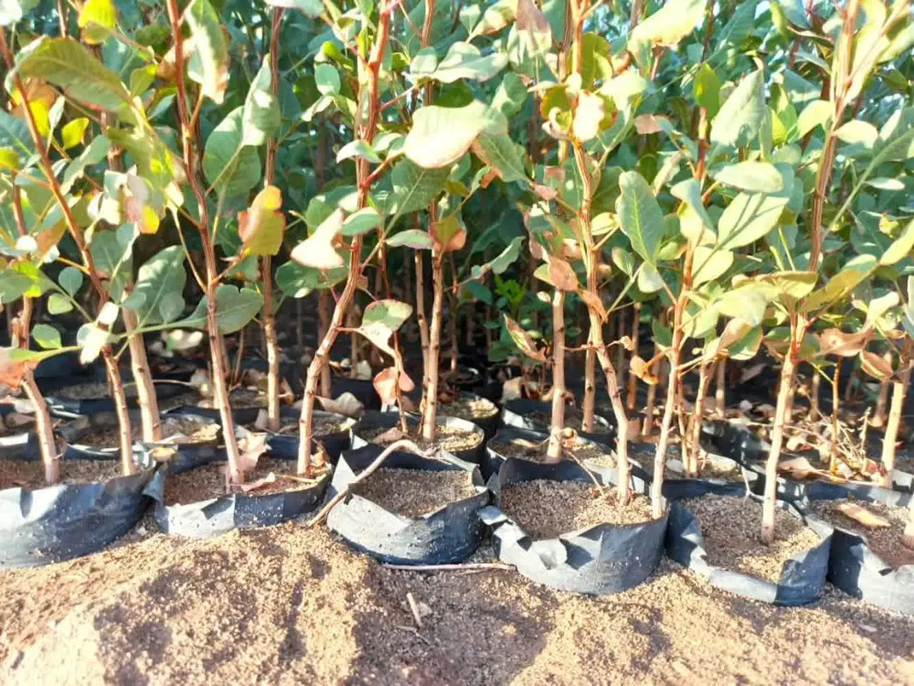 نهالستان ارقام متنوع میوه و گردو های پربار پالیز|خدمات باغبانی و درختکاری|نمین, |دیوار