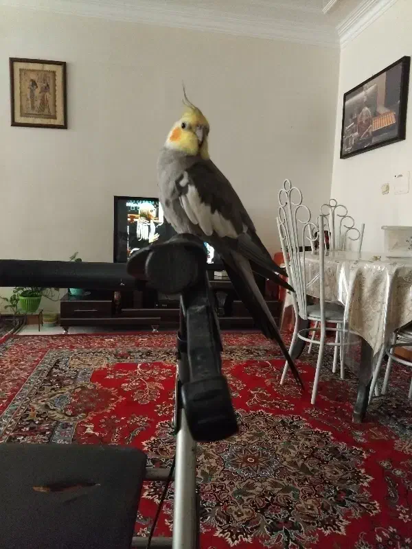 عروس هلندی نر سخنگو ۷ماهه|پرنده|فردیس, شهرک شهید حسینی|دیوار