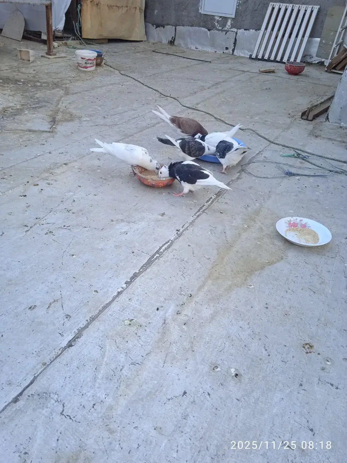 کبوتر|پرنده|قم, پردیسان|دیوار