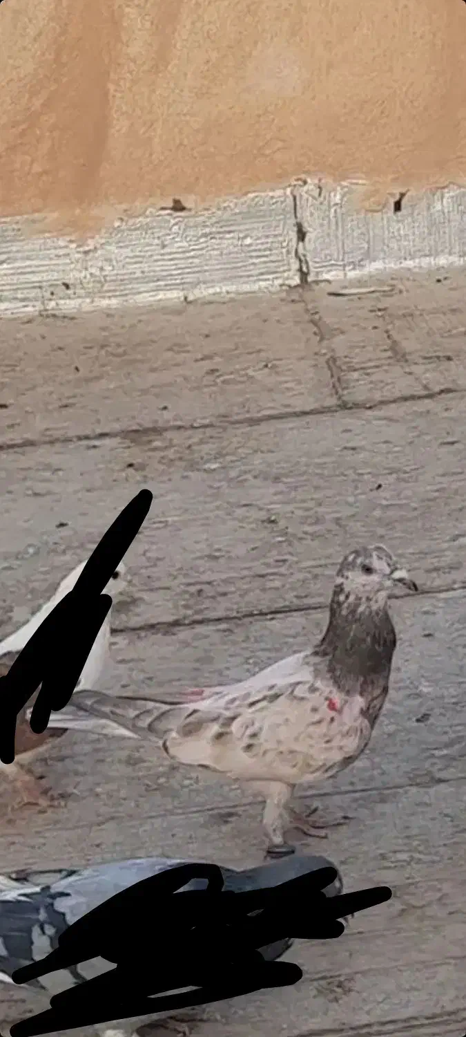 کفتر|پرنده|پاکدشت, پاکدشت (مامازند)|دیوار