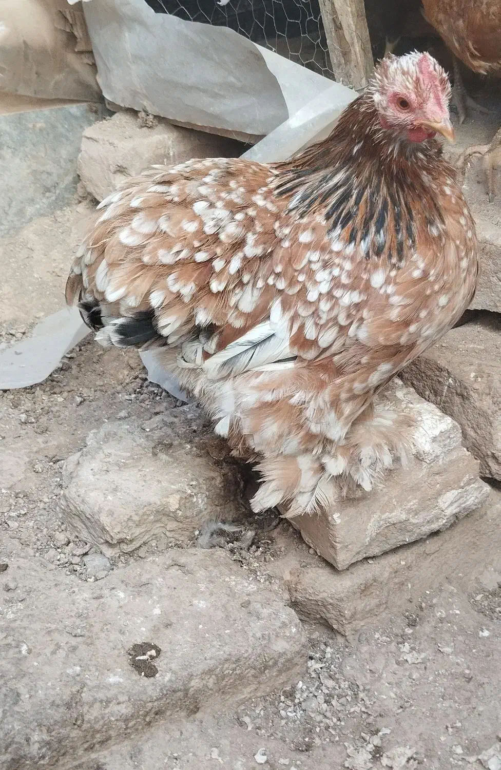 مرغ کوشین و جوجه رسمی|حیوانات مزرعه|ساوه, |دیوار