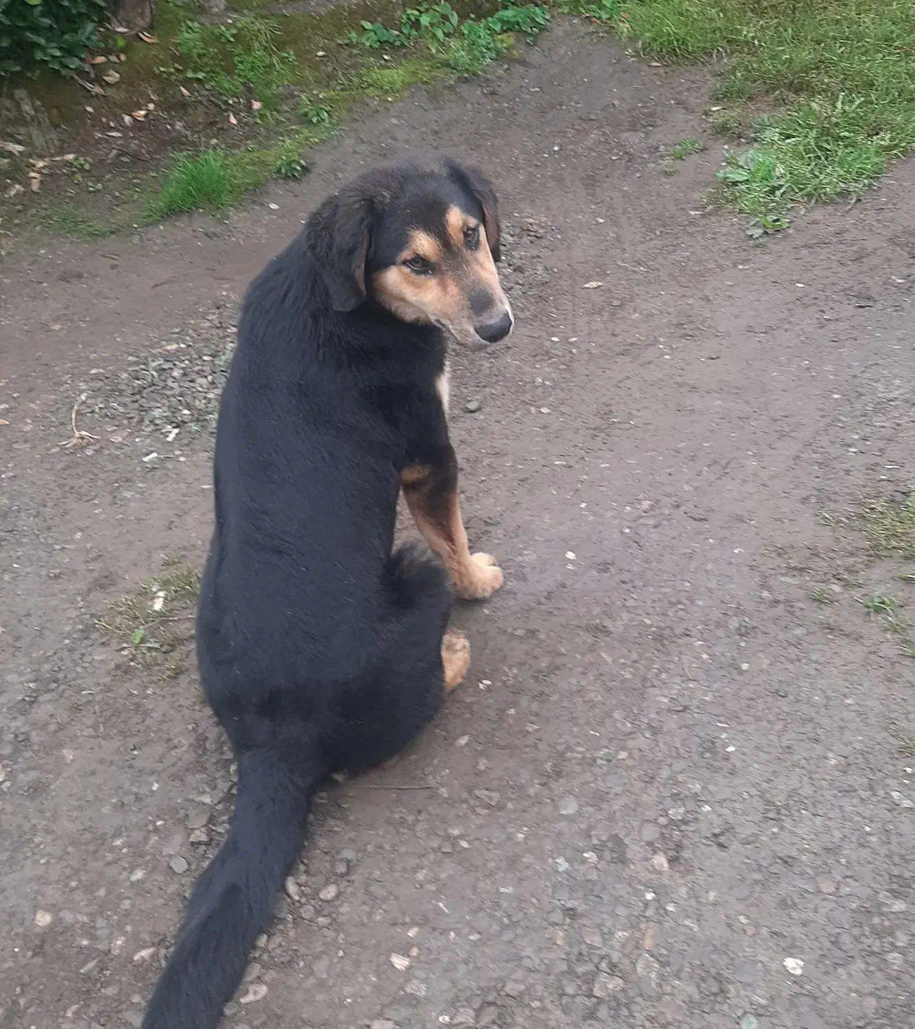 گم شده|حیوانات|رودسر, |دیوار