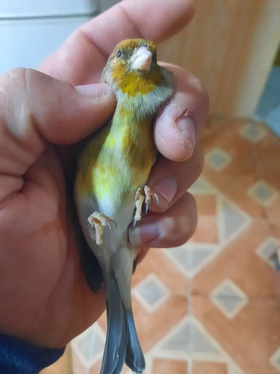 دو عدد سهره قناری دهن سهره لر سلیمانی|پرنده|تهران, چیتگر جنوبی|دیوار