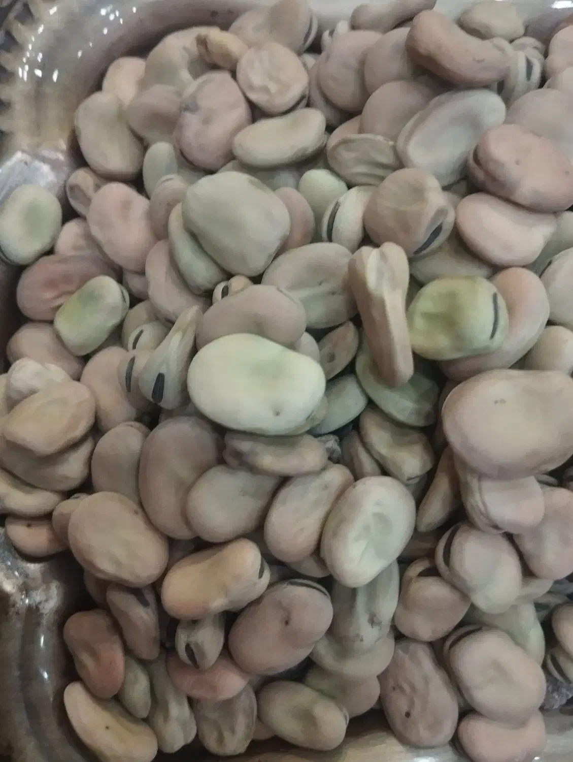 باقلا خشک ودرشت  بالای 5کیلو تخفیف داده میشود|خوردنی و آشامیدنی|آذرشهر, |دیوار