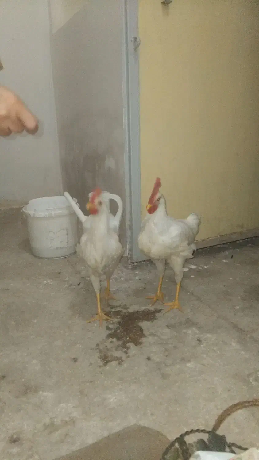 خروس سفید جوان|حیوانات مزرعه|جلگه ماژان, |دیوار