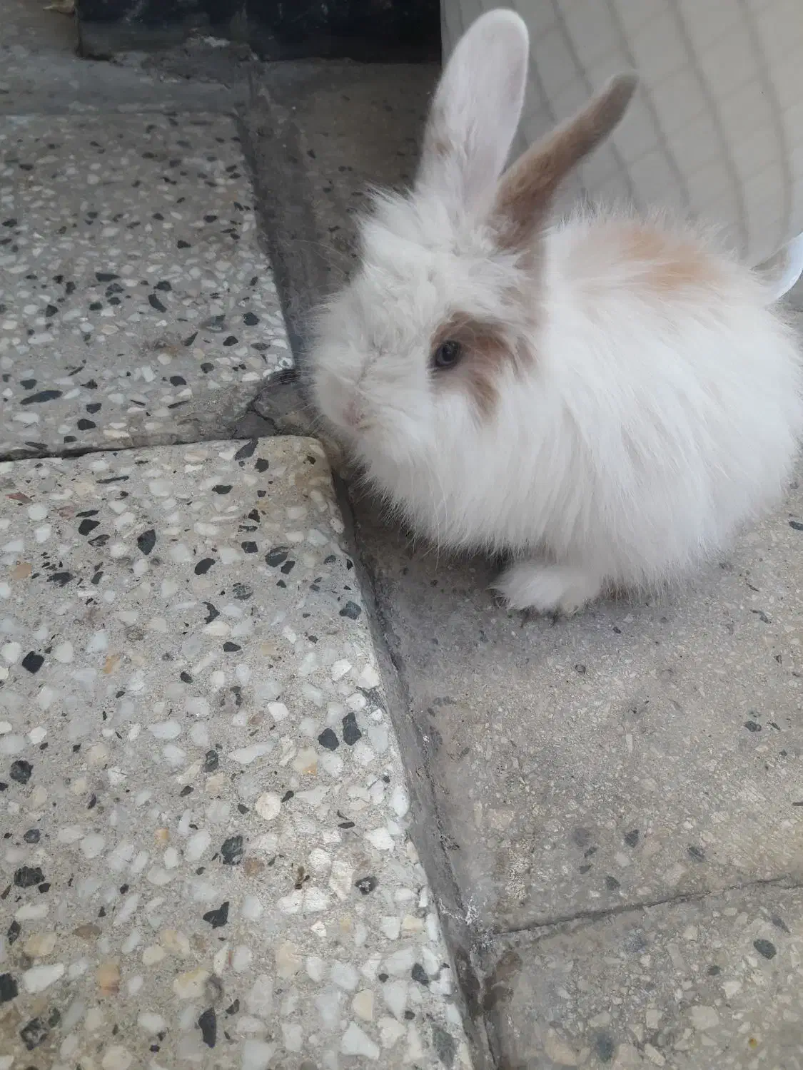 خرگوش|موش و خرگوش|بروجرد, |دیوار