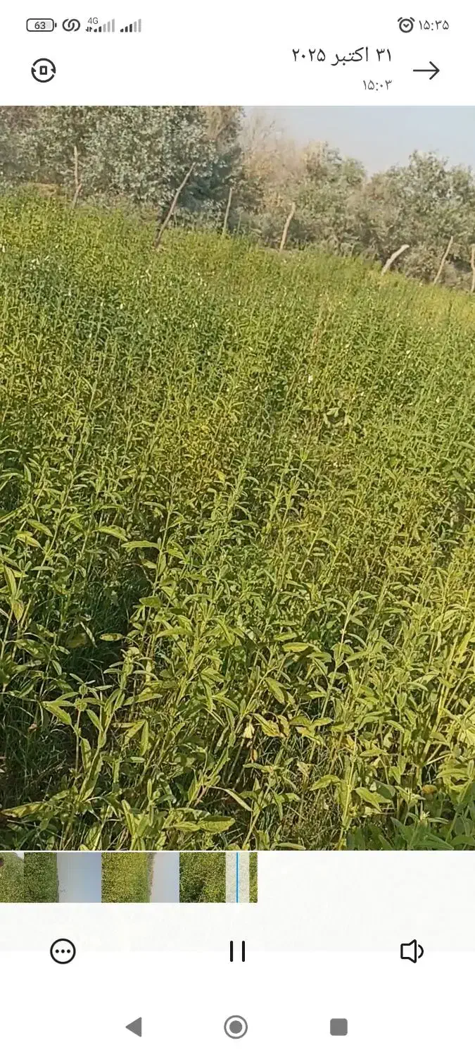 کنجد|لوازم جانبی حیوانات|امیدیه, |دیوار