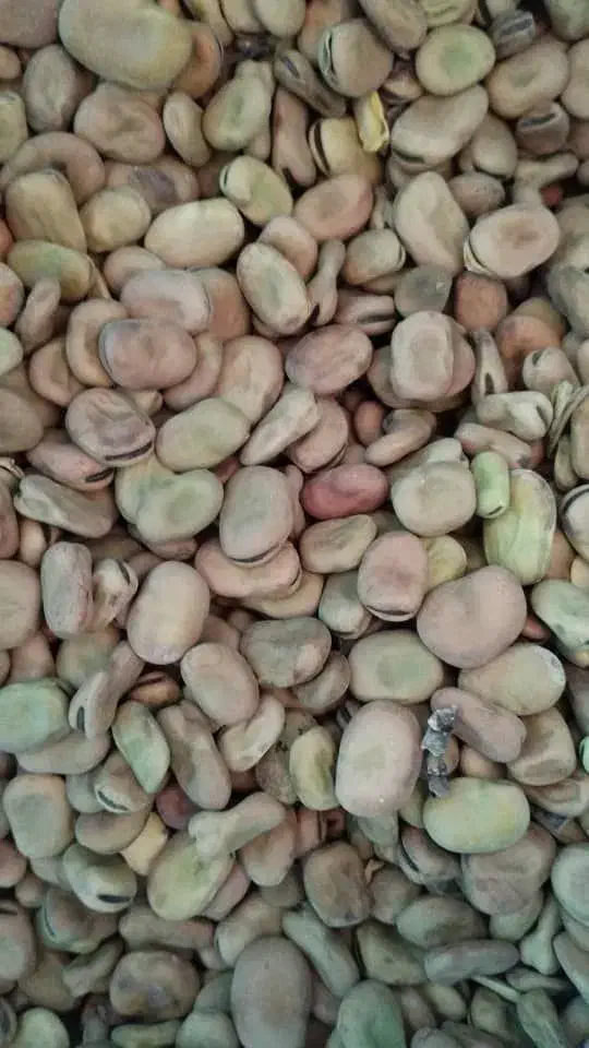 باقله|حراج|فسارود, |دیوار