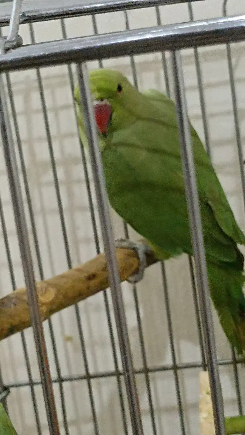 طوطی ملنگو|پرنده|تهران, امیریه|دیوار