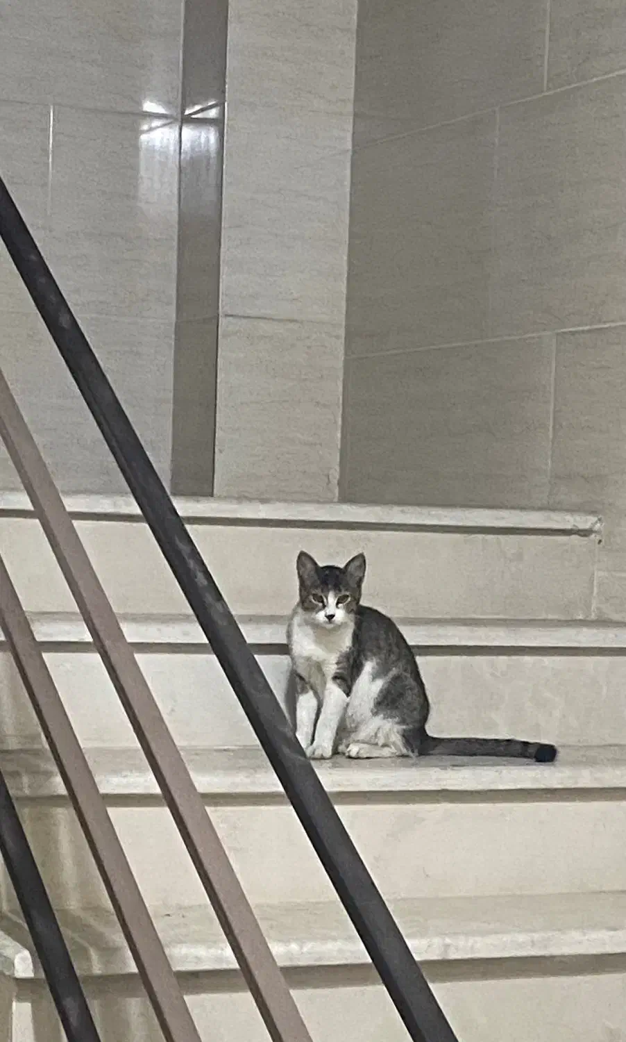 واگذاری رایگان گربه ماده|گربه|رشت, آزادگان|دیوار