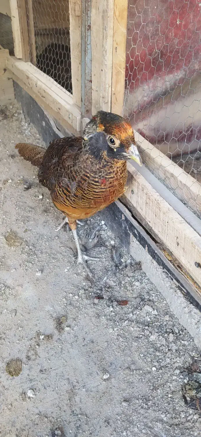 مرغ وخروس زینتی|پرنده|الوند, |دیوار