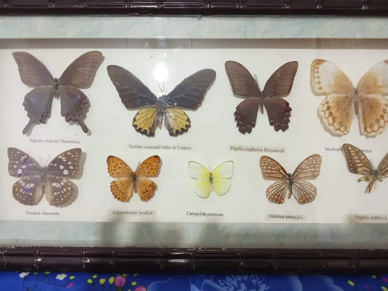 تابلو|تابلو، نقاشی، عکس|تهران, ولنجک|دیوار