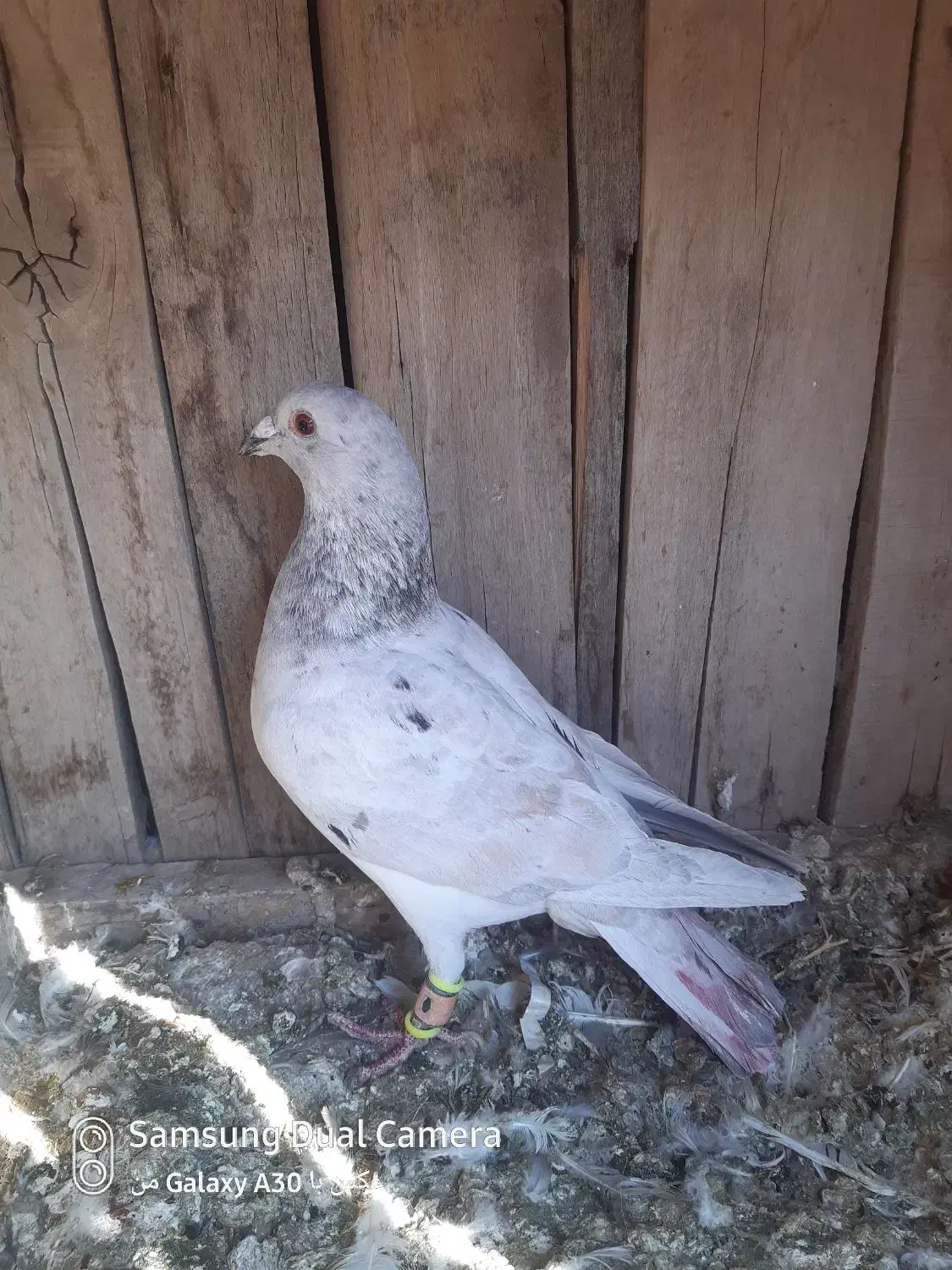 سرونج  و المانی|پرنده|نیشابور, خیام|دیوار