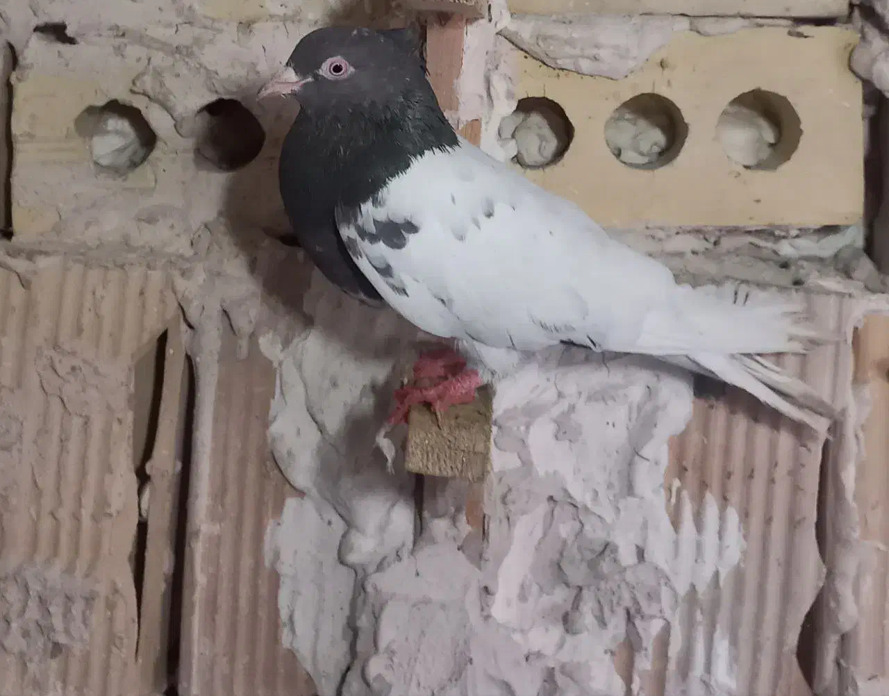 کفتر|پرنده|مشهد, شهید مطهری|دیوار