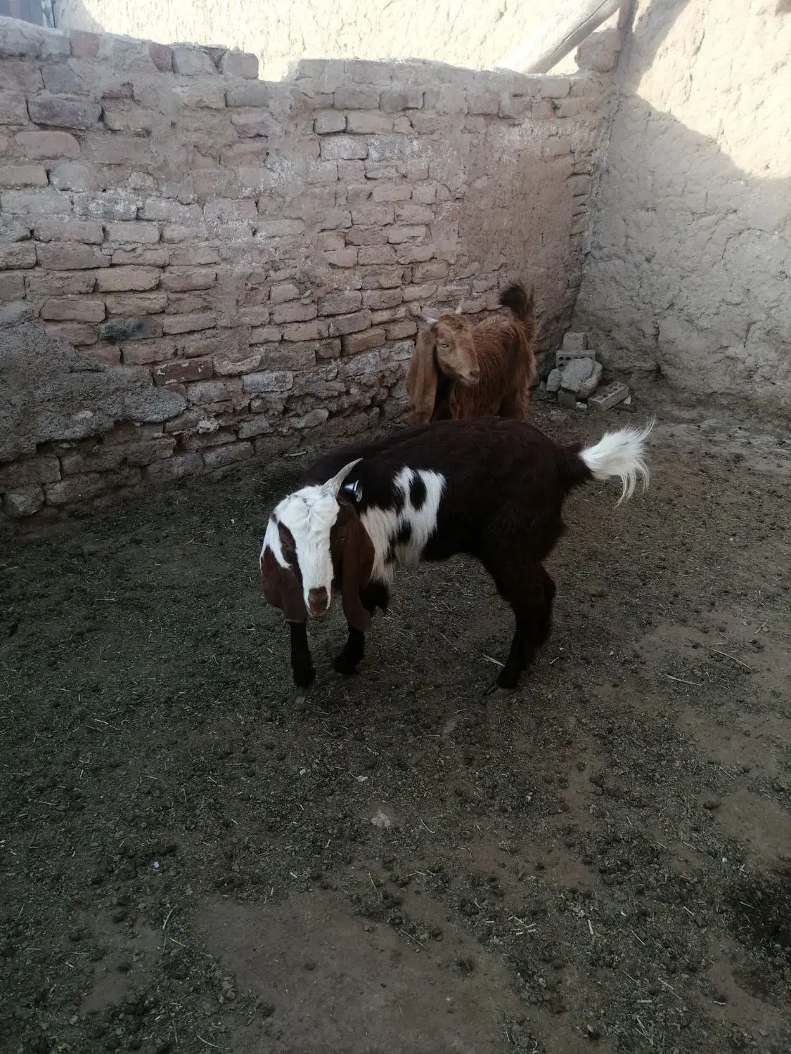 فروشی|حیوانات مزرعه|نیشابور, دربقاضی|دیوار