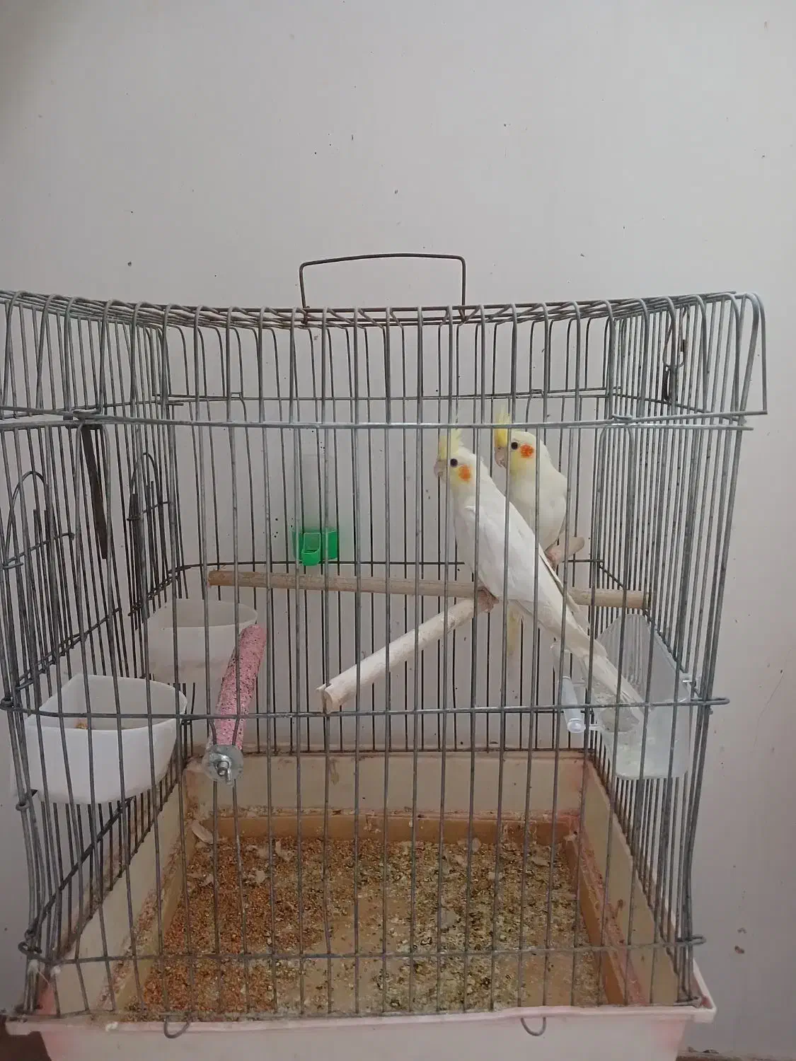 عروس هلندی|پرنده|گنبد کاووس, |دیوار