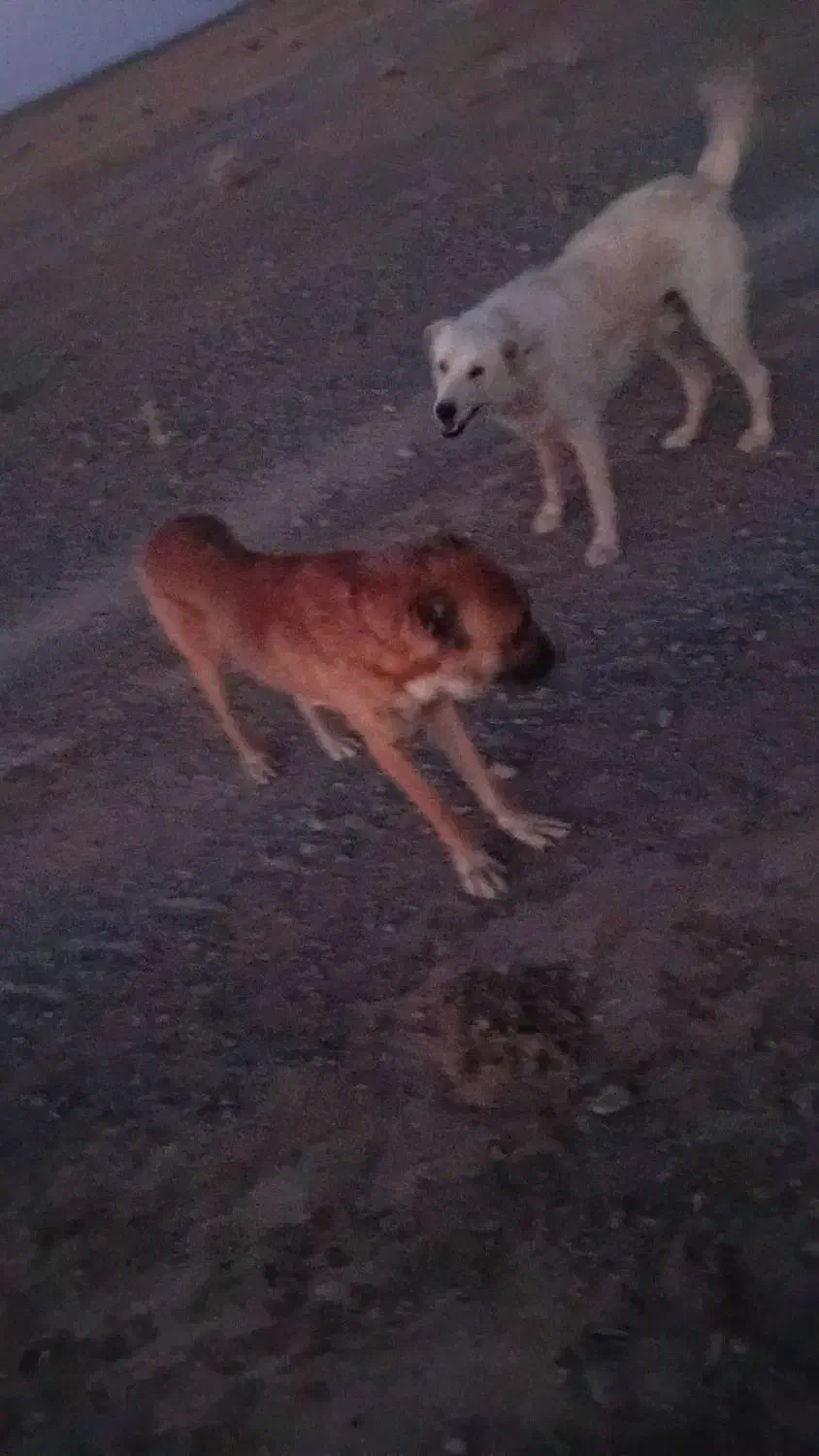 گمشده|حیوانات|قهستان, |دیوار