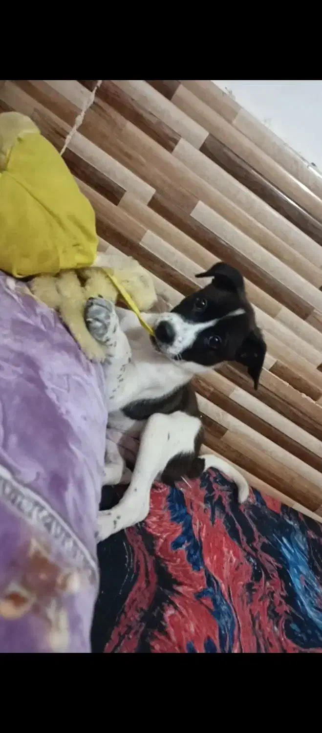 دومیلیون مژدگونی برای سگ گمشدم|سگ|خرمشهر, |دیوار