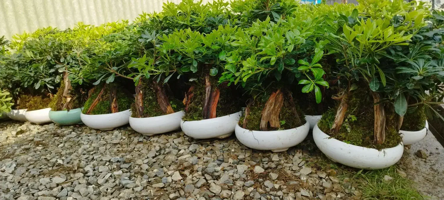 پیتسپروم بنسای عمده (میخک هندی)|گل و گیاه طبیعی|عباسآباد, |دیوار