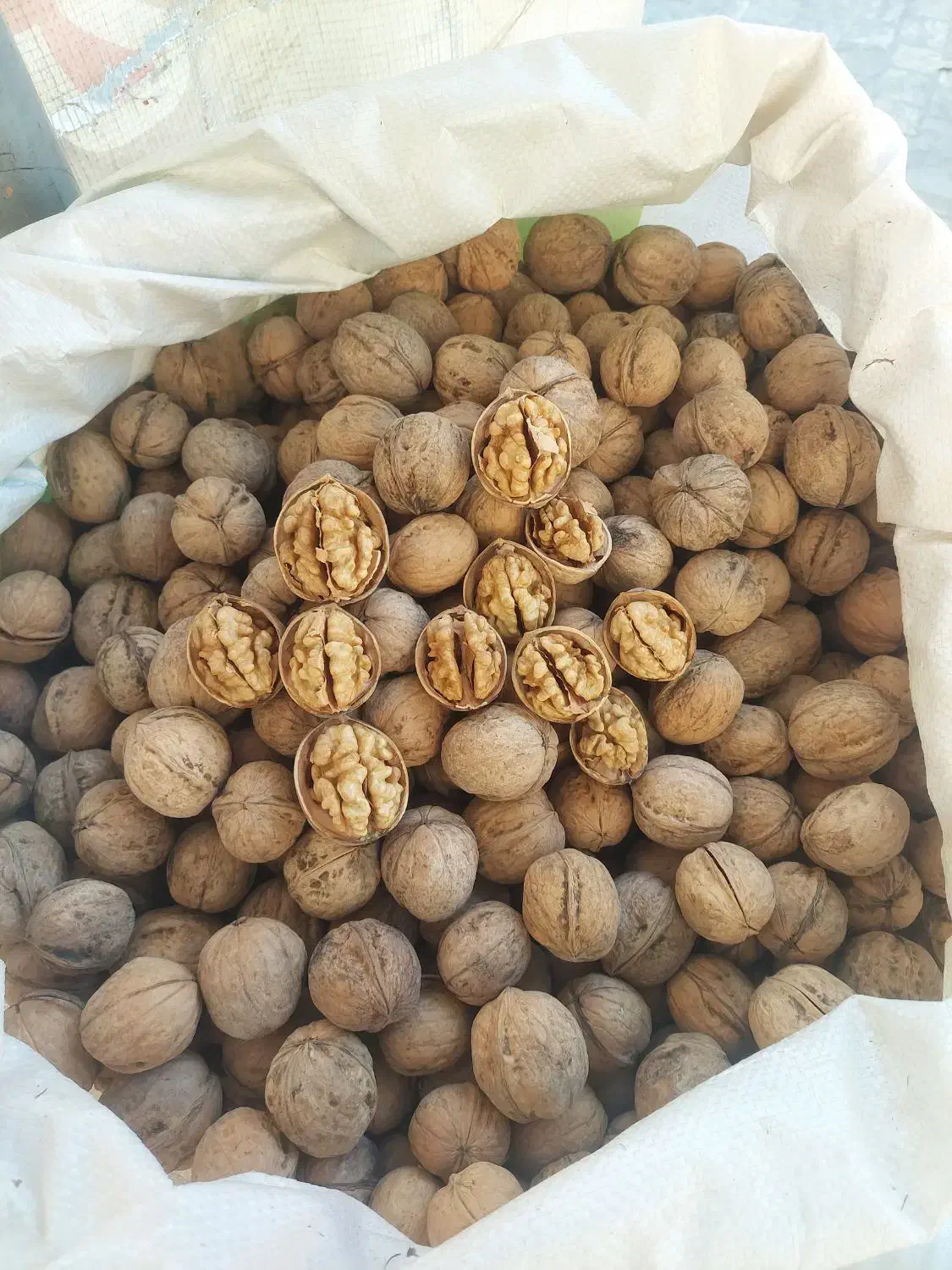 گردو کاغذی|خوردنی و آشامیدنی|شیراز, بازار|دیوار