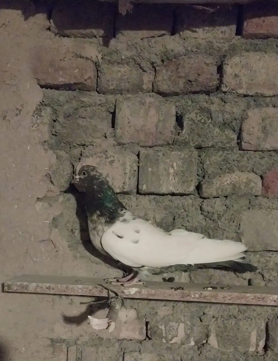 دو عدد کبوتر|پرنده|مهاجران, |دیوار