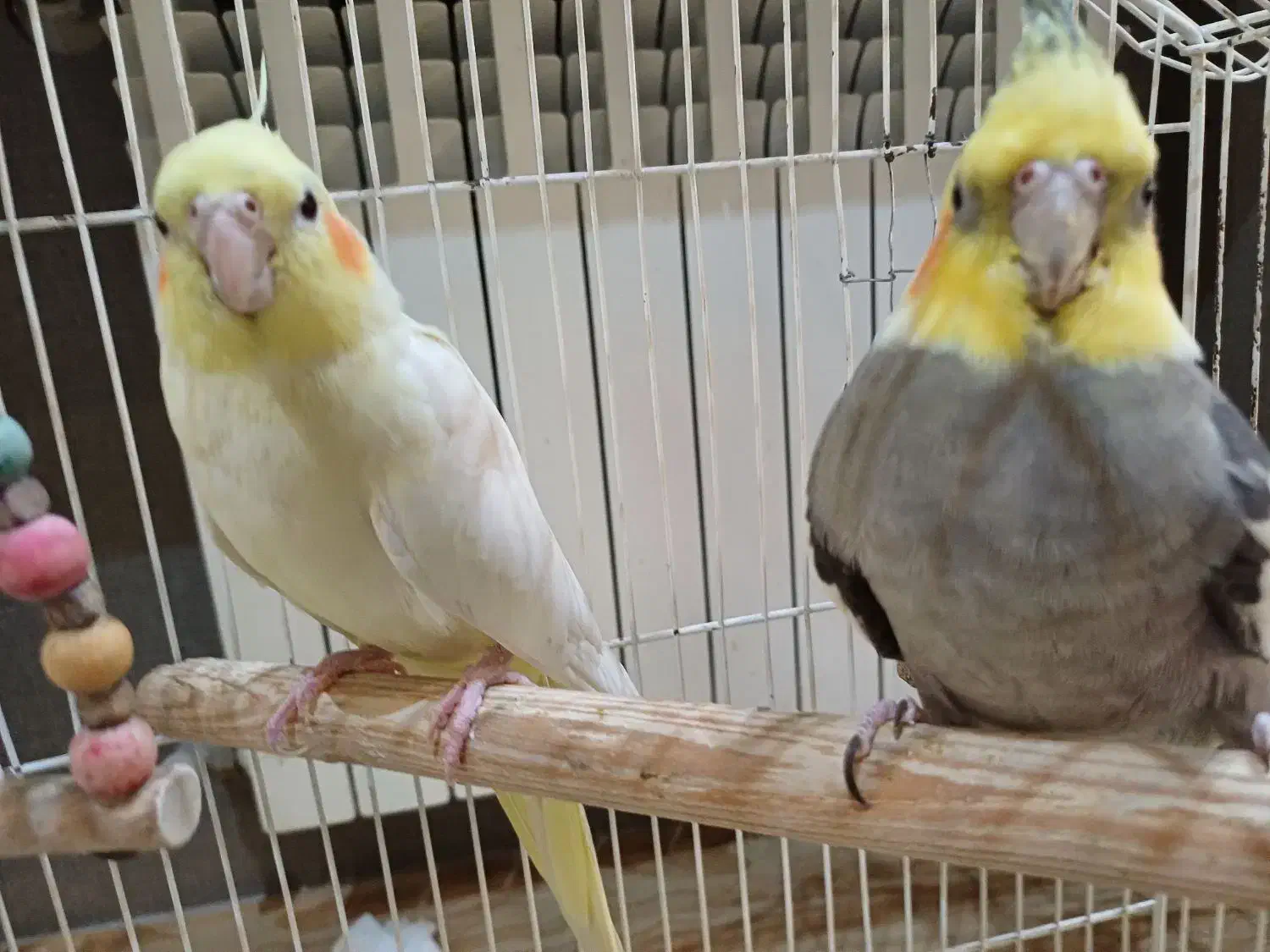 عروس هلندی جفت مولد|پرنده|تهران, توحید|دیوار