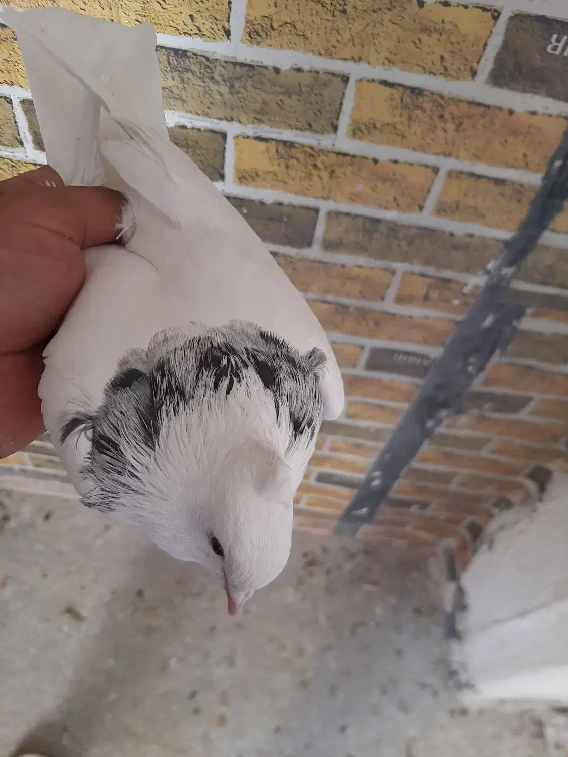 طوقی واشری نر بدون خال باسهره هم عوض میکنم|پرنده|نورآباد, |دیوار