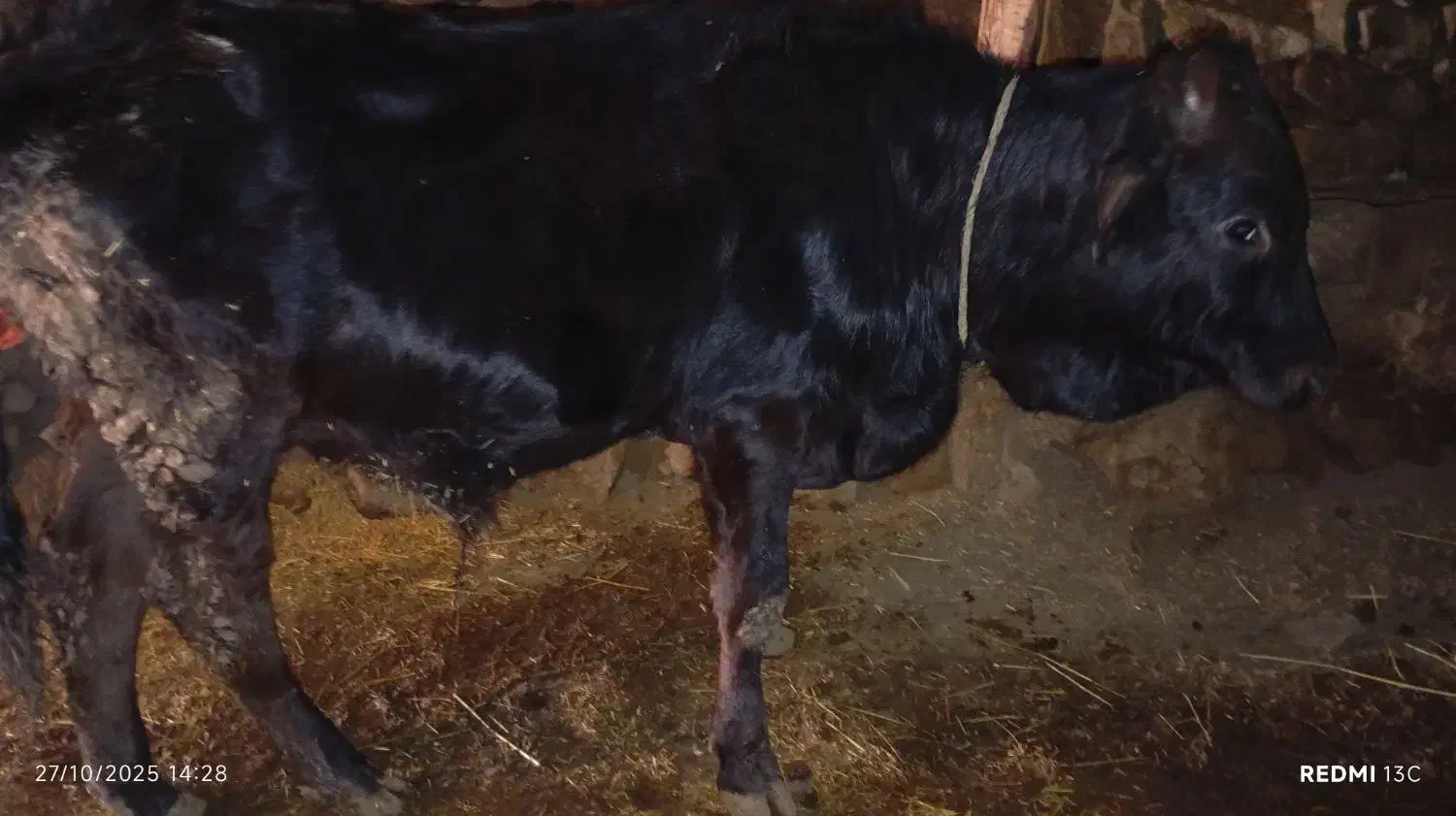گوساله نر اصل جنس دار|حیوانات مزرعه|آبش احمد, |دیوار