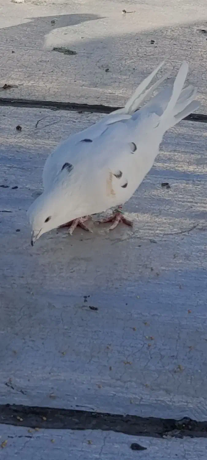 کبوتر گم شده در اسلام آباد|حیوانات|اسلامآباد غرب, |دیوار