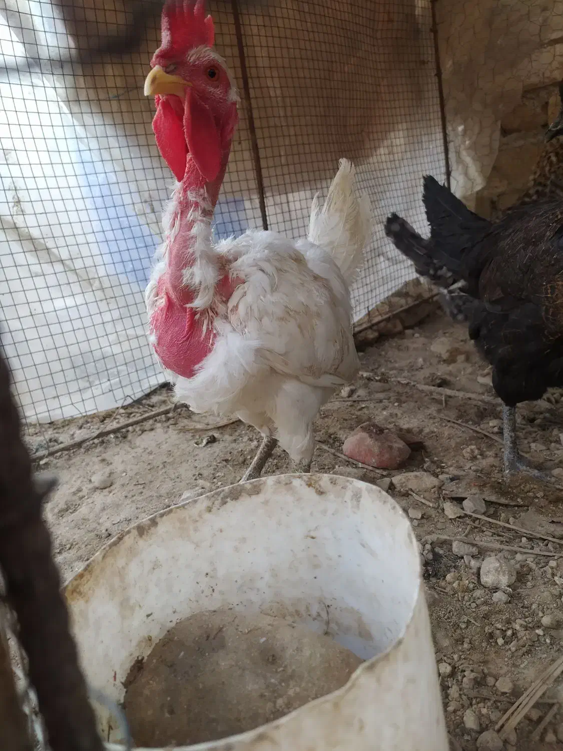 فروش جوجه خروس محلی اصل|حیوانات مزرعه|کوه چنار, |دیوار