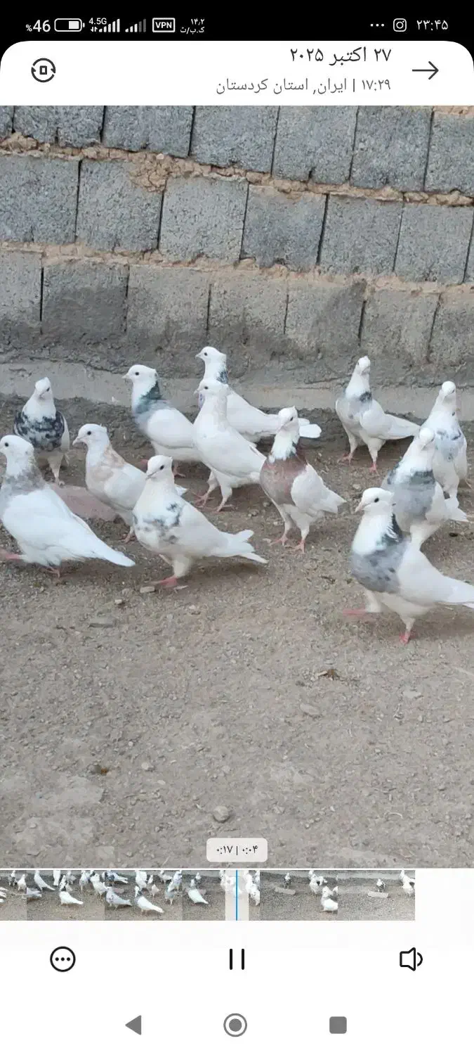 کبوتر توقی نسل دار|پرنده|دیواندره, |دیوار