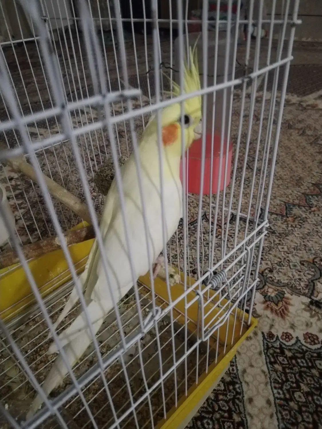 عروس هلندی  نروماده|پرنده|زابل, |دیوار