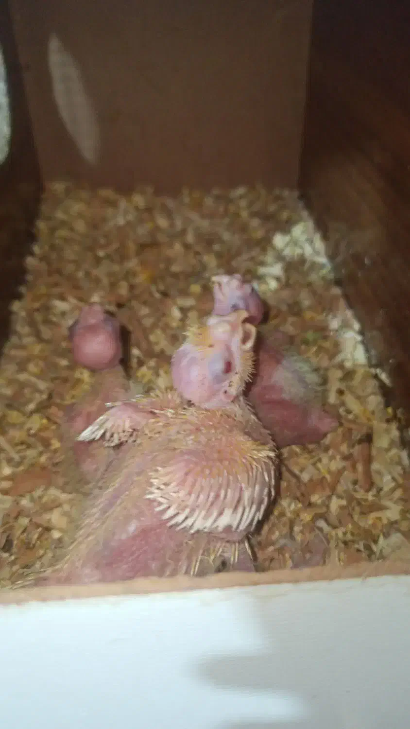 عروس هلندی لوتینو مولد|پرنده|مشهد, سیسآباد|دیوار