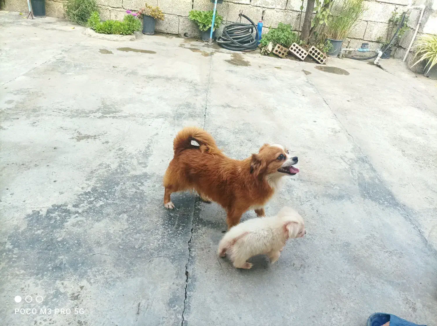 فروش دو تا سگ نر و ماده و با توله|سگ|کیاکلا, |دیوار