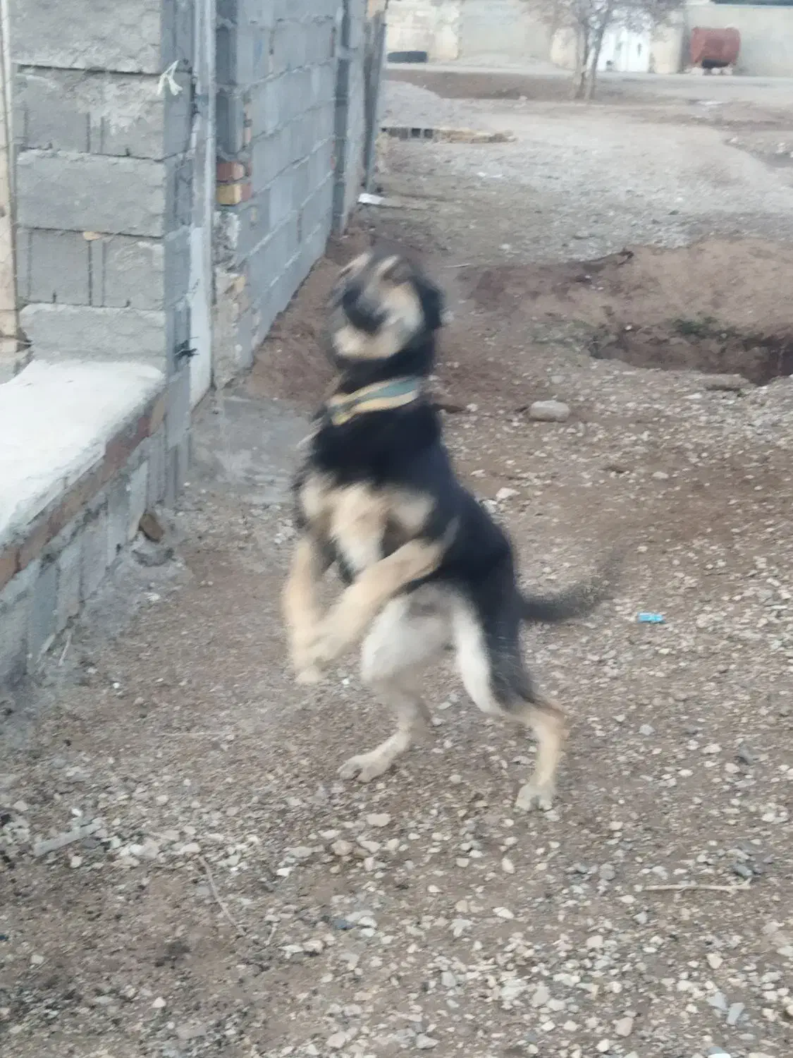 سگ دوبرمن|سگ|کرمانشاه, |دیوار