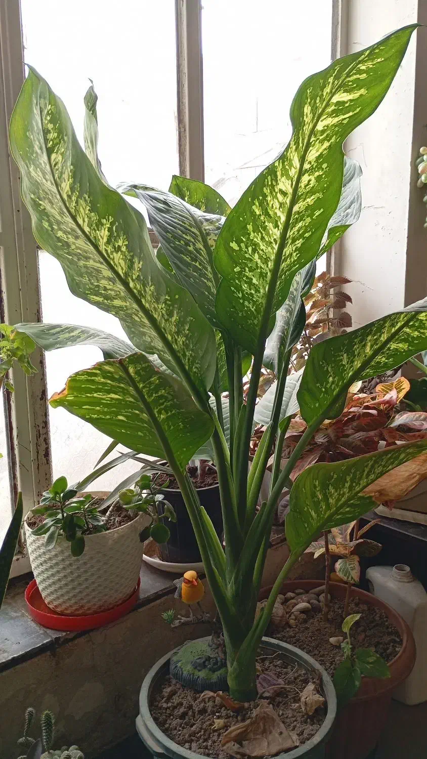 گل آپارتمانی|گل و گیاه طبیعی|مرودشت, ژیان|دیوار