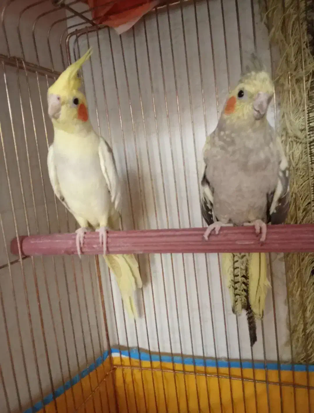 جفت عروس هلندی (بافق)|پرنده|بافق, |دیوار