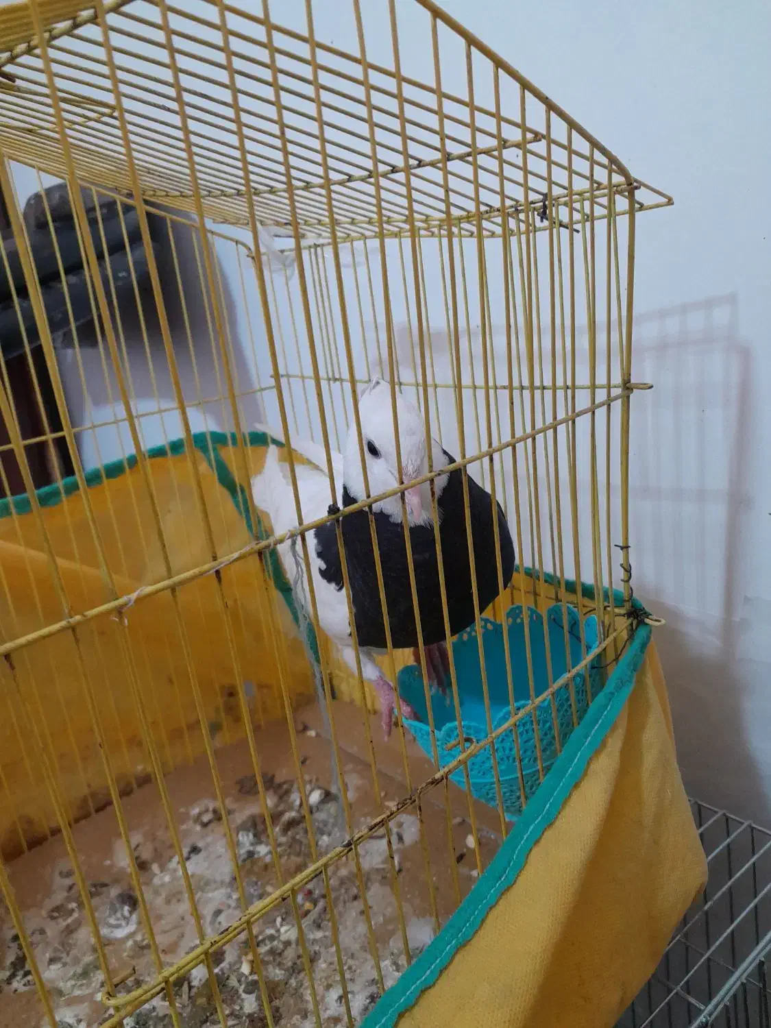 یک عدد کبوتر طوقی دستی معاوضه|پرنده|کرمان, |دیوار