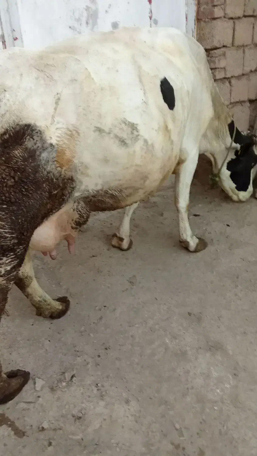 گاوگوساله|حیوانات مزرعه|امام, |دیوار