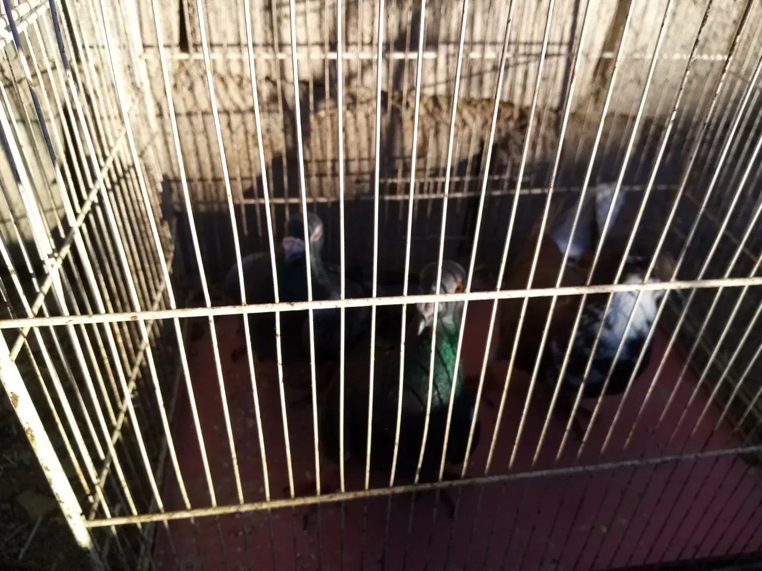 کبوتر آلمانی نر دوتا یه دونه آبگل نر|پرنده|خوشاب, |دیوار