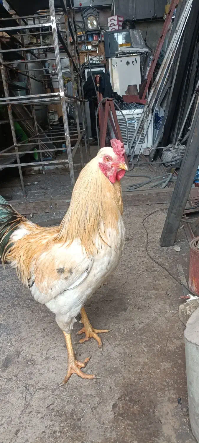 خروس محلی|حیوانات مزرعه|پاوه, |دیوار