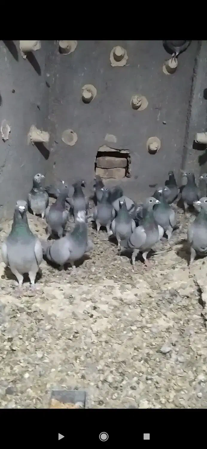 کبوتر|پرنده|شهرآباد, |دیوار