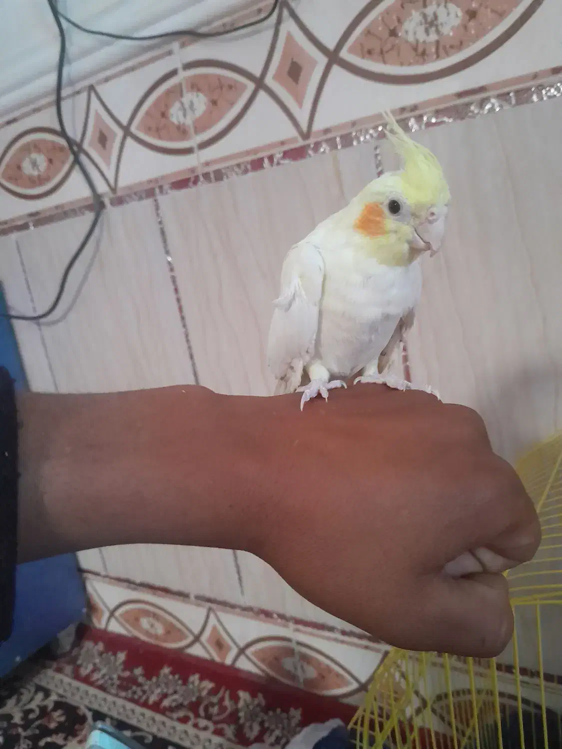 عروس هلندی|پرنده|کرباسک, |دیوار