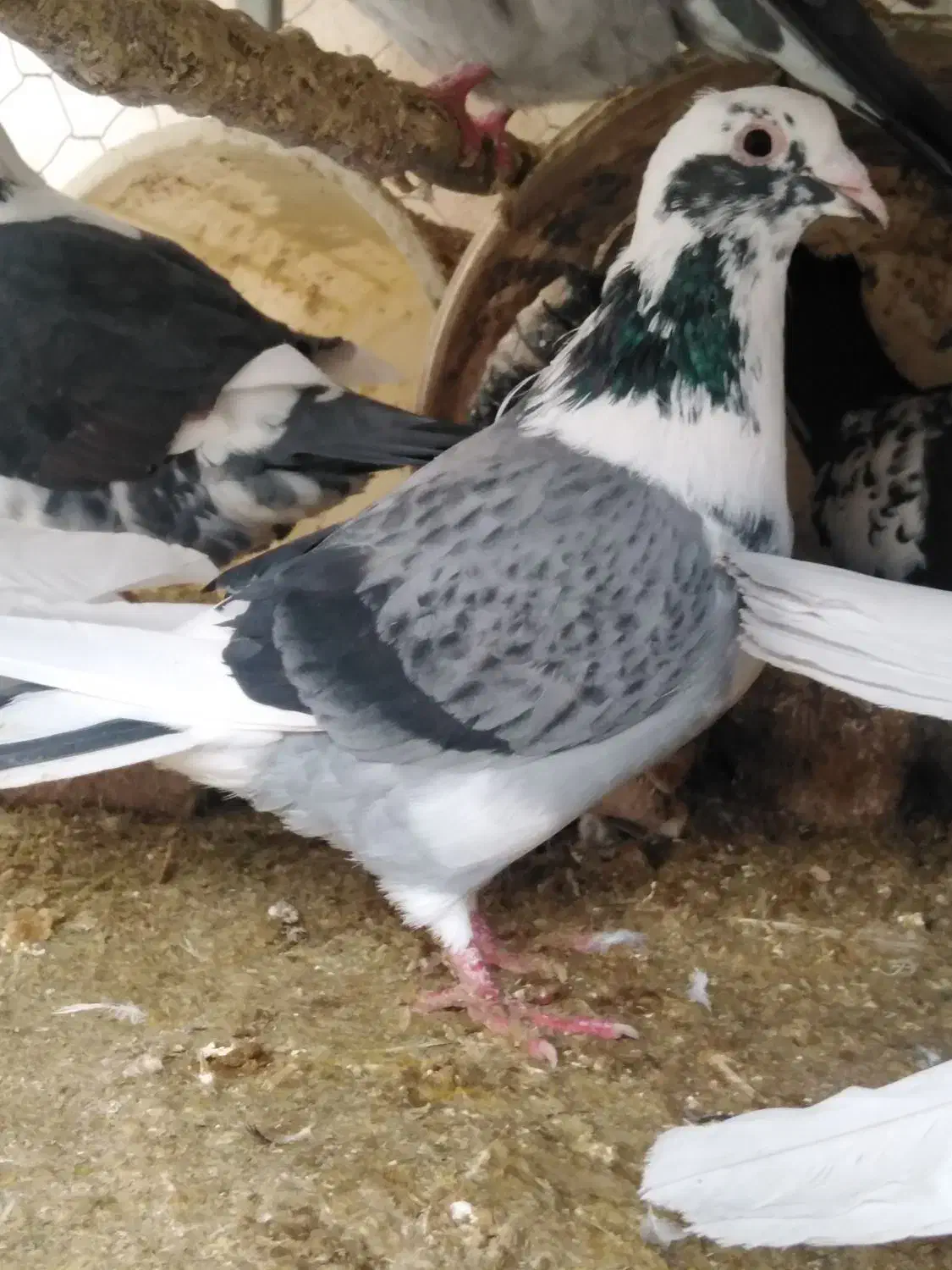 کبوتر|پرنده|نیریز, |دیوار