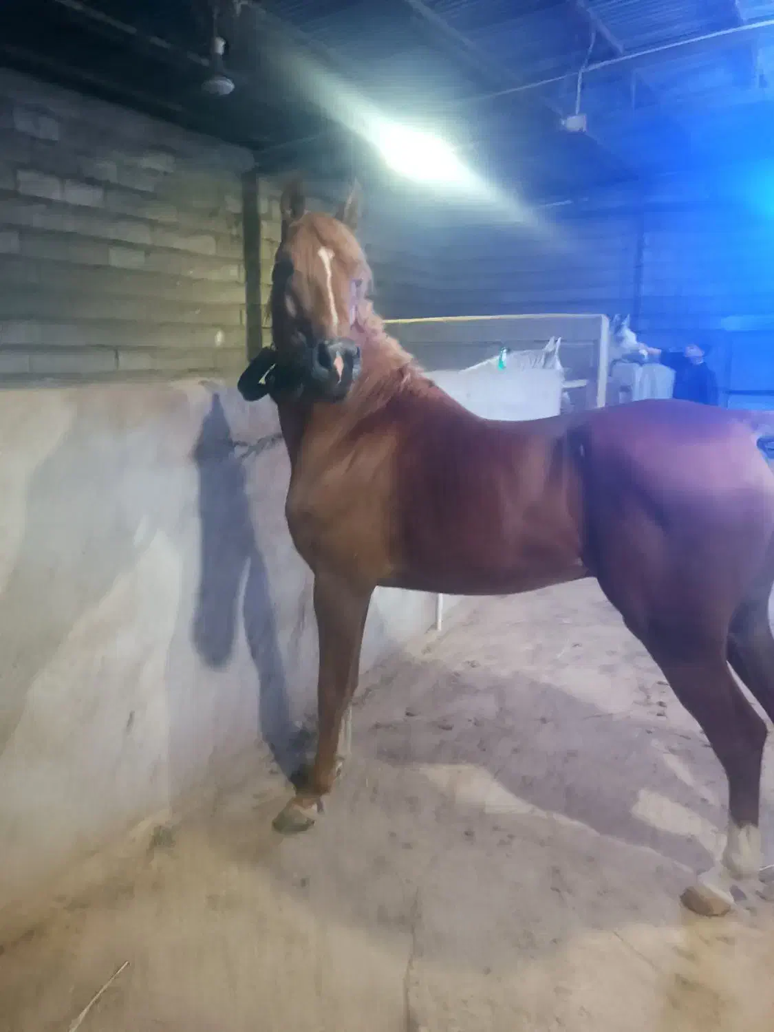 اسب عرب.|اسب و تجهیزات اسب‌سواری|تبریز, |دیوار