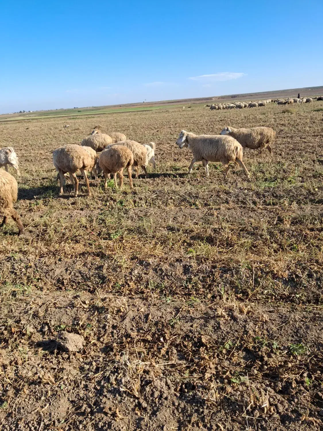 فروش 130 راس گوسفند دامازدخ|حیوانات مزرعه|پارسآباد, |دیوار