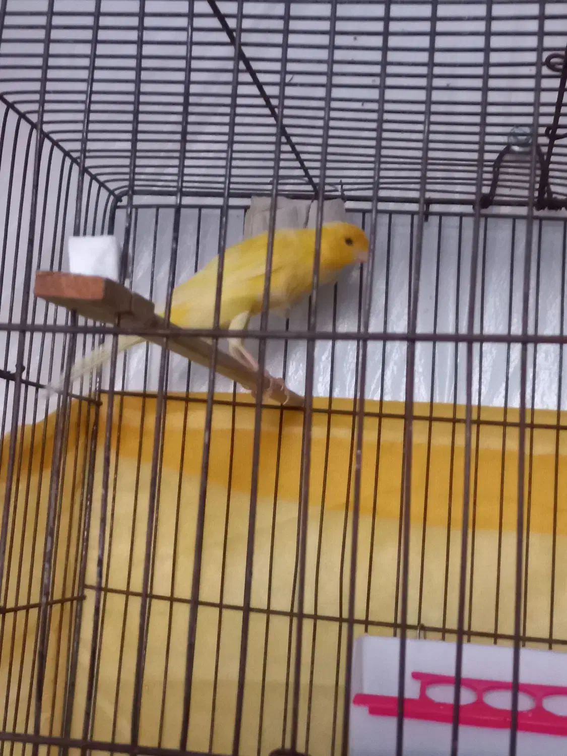 دو عدد قناری نر ویک ماده بفروش می رسد|پرنده|بیجار, |دیوار