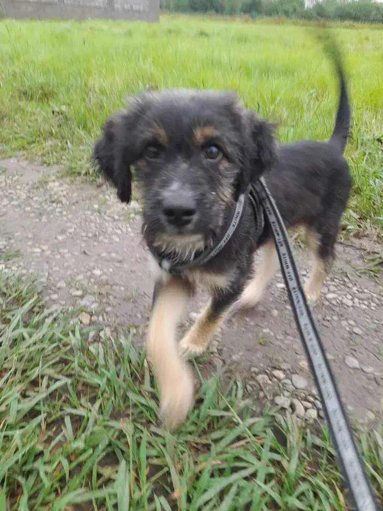 توله اشپیتز تریری پاه کوتاه|سگ|بیله سوار, |دیوار